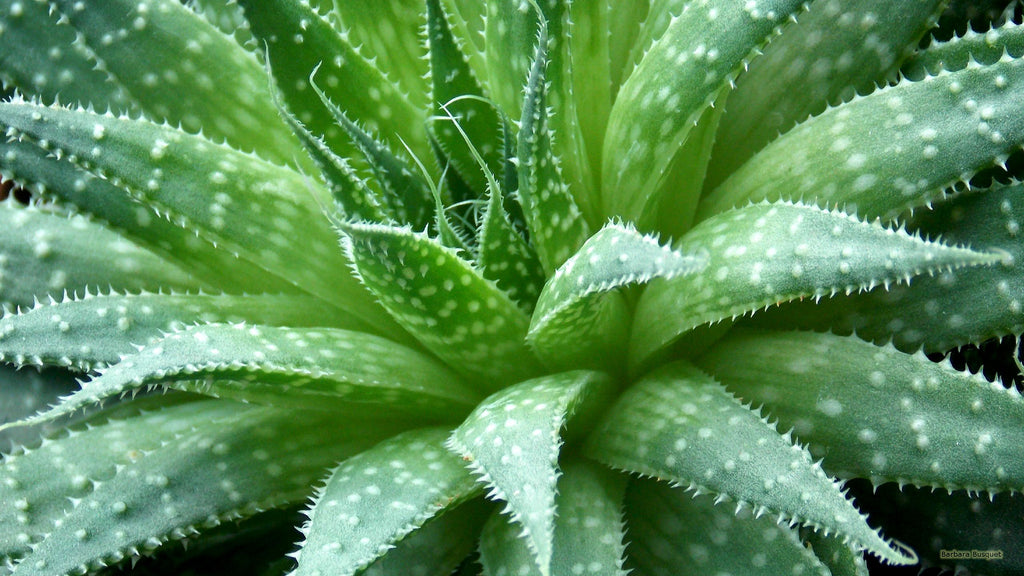 Aloe Vera for beautiful skin