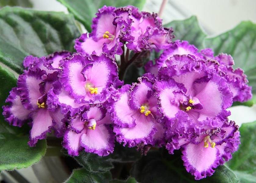 How to grow sweet violet