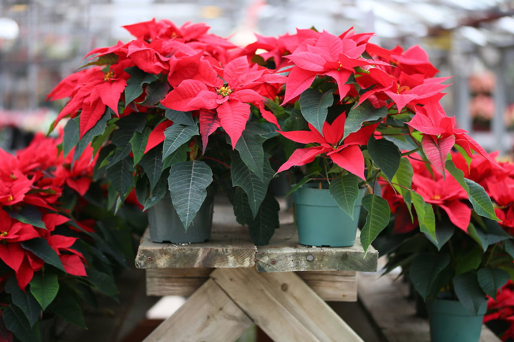 How to take care of your poinsettia after the holidays